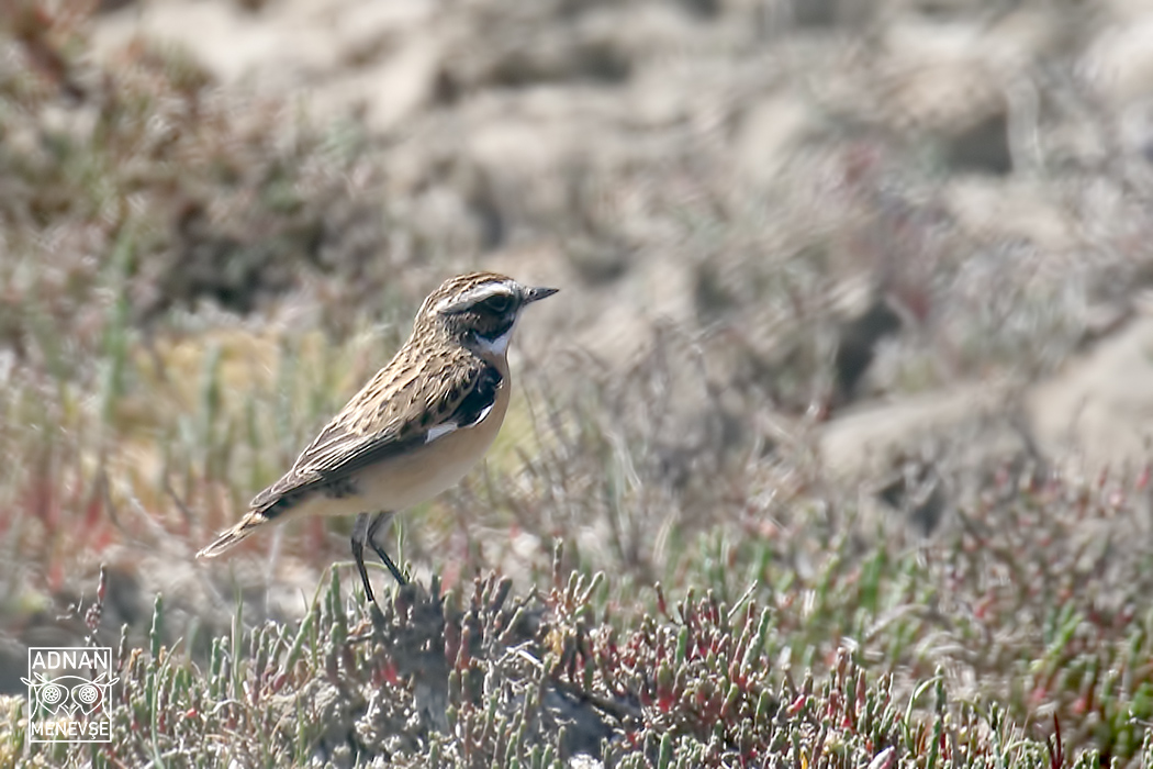 Whinchat